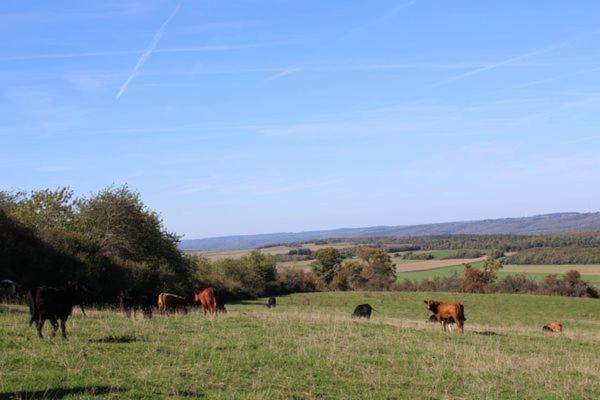 Au Chant Du Coq Wancennes Esterno foto