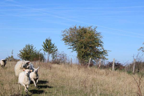 Au Chant Du Coq Wancennes Esterno foto